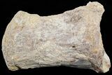 Mosasaur (Platecarpus) Dorsal Vertebra - Kansas #73703-1